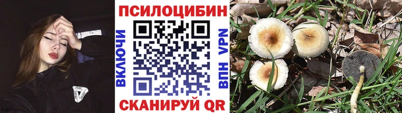 Псилоцибиновые грибы Psilocybe  Старая Купавна 